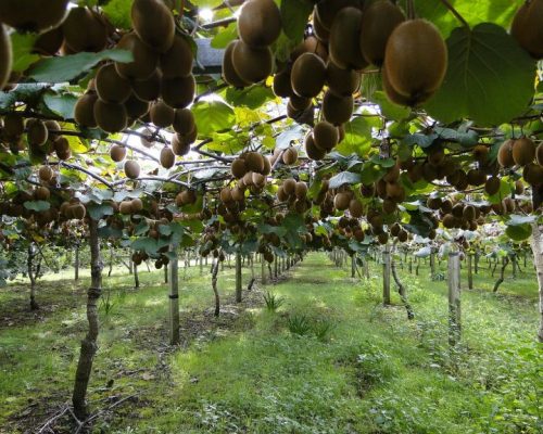 kiwis