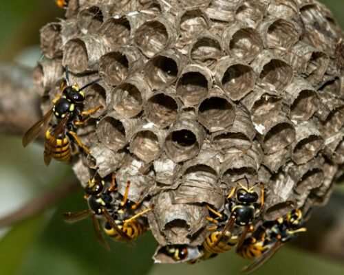 Close-up of an active wasp nest hanging from a branch.